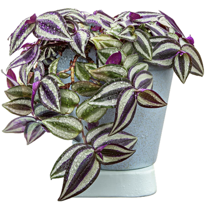 Tradescantia zebrina Pink Joy